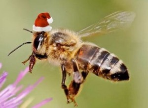 santa-bee.jpg