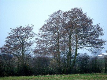 Alder. (Alnus Glutinosa) Old Fosse near Ramsdale Farm (taken 5.3.2009).jpg