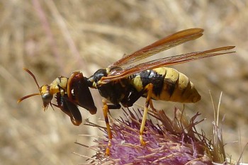 western-brown-mantidfly1-lg.jpg