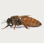 queenbee.png