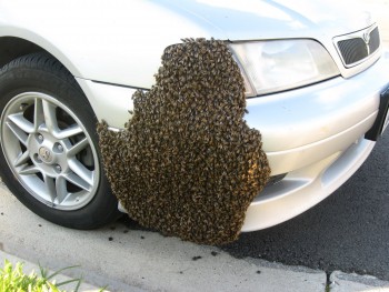 Simi 1st swarm 2-21-11.jpg