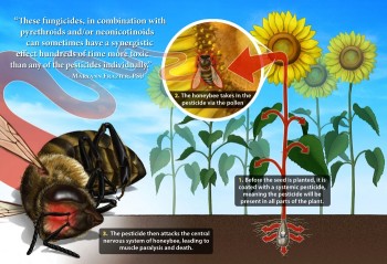neonicotinoids.jpg