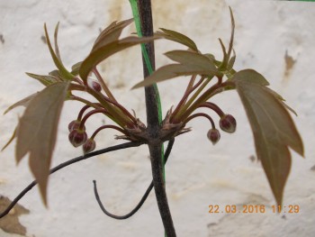 rsz_dscn1571.jpg