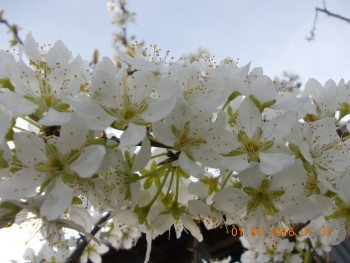 rsz_dscn1610.jpg