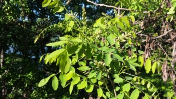 20160416_085516.jpg