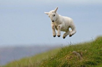 lamb_jumping-easter.jpg