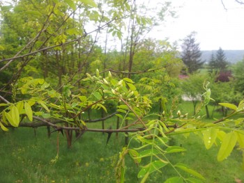 rsz_2016-05-04_095520.jpg