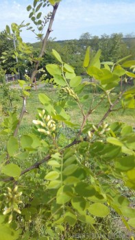 rsz_img_20160506_094616-1.jpg
