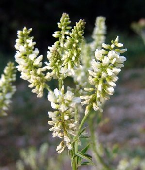 Sulfina-alba.JPG