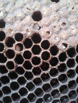 IMG797111.jpg