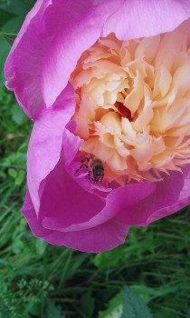 WP_20160526_004.jpg