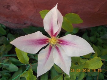 rsz_dscn1906.jpg