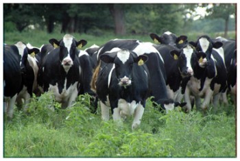 rasa-holstein-vaci.jpg