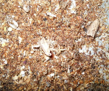 rsz_2dscn1832.jpg