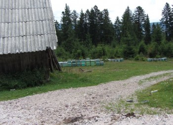 stupi la munte.jpg