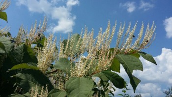 20160819_131925-800x450.jpg
