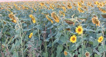 floarea soarelui 27.08.2016.jpg