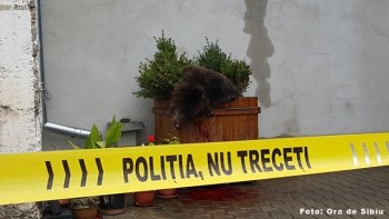 ursulet_ucis_sibiu.jpg