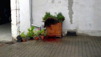 Ursuletul-din...ghiveciul-cu-flori-copy.jpg