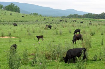 vaci-la-polyface-farm1.jpg
