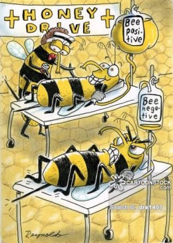 animals-bee-honey_bee-honeybee-blood_drive-blood_drives-dre1407_low.jpg