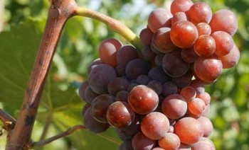 Pinot-Gris-butasi-de-vie-certificati-2.jpg