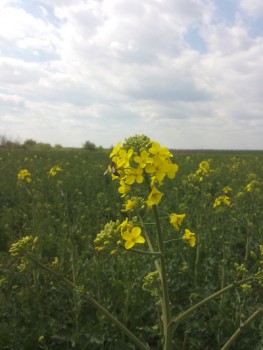 rapita_09.04.2017.jpg
