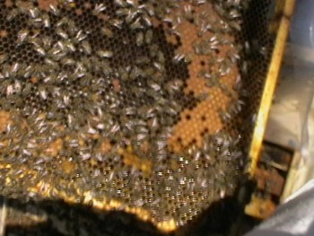 IMGA0782.JPG
