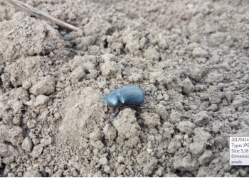 pentodon idiota.jpg