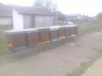 Rapita2017.jpg