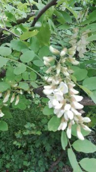 rsz_img_20170513_104556.jpg