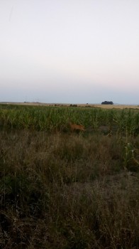 IMG_20170729_211157.jpg
