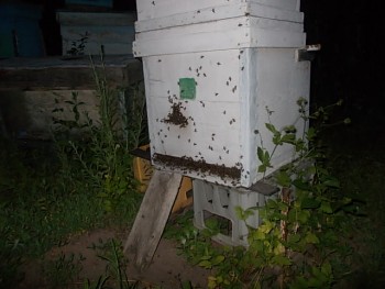 Prun 520.jpg