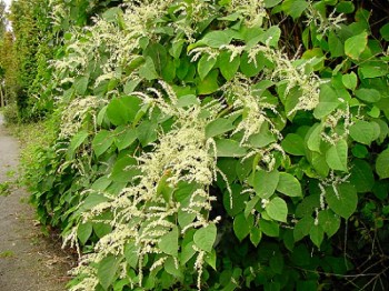 Fallopia Japonica.jpg