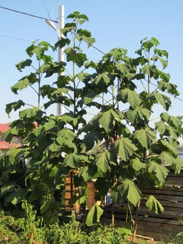 Paulownia.jpg
