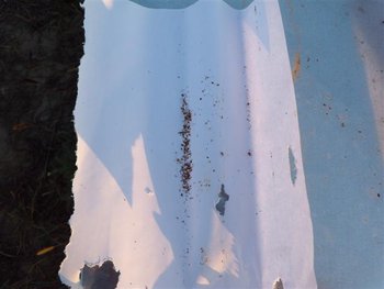 DSCN0447 (Small).JPG