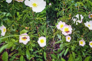 IMG_20180512_125453_2 (1).jpg