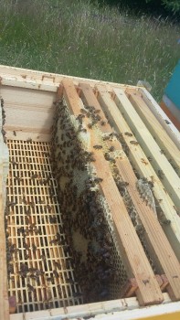 20180619_121628-459x816.jpg