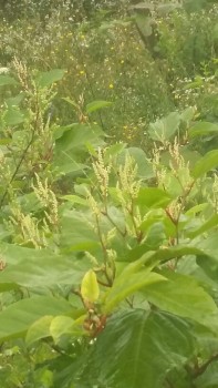 20180723_145743-459x816.jpg