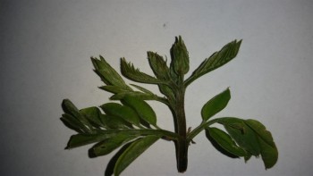20190412_193611_800x450.jpg