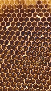 71339048_514918089267227_1220524135227064320_n.jpg