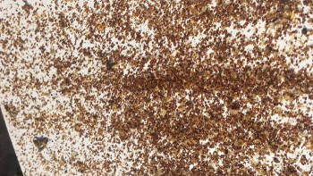 Varroa+.jpg