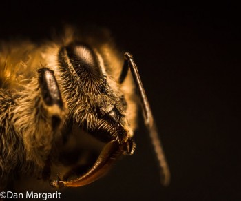 bee head 2-1a.jpg