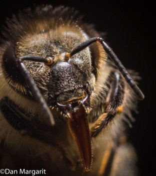 bee head 3-1a.jpg