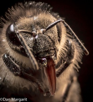 bee head 6 -1a.jpg