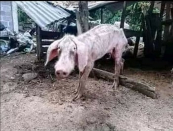 Porc.jpg