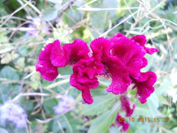 rsz_dscn1983.jpg
