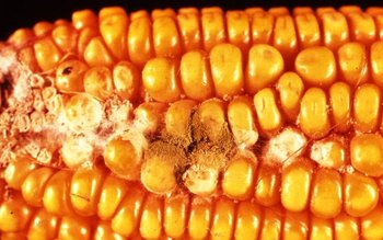 corn-aflavus-lg.jpg