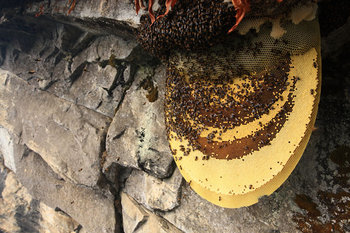 Bees-Nepal-Hunters14.jpg