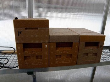 Albine in solar 3.jpg